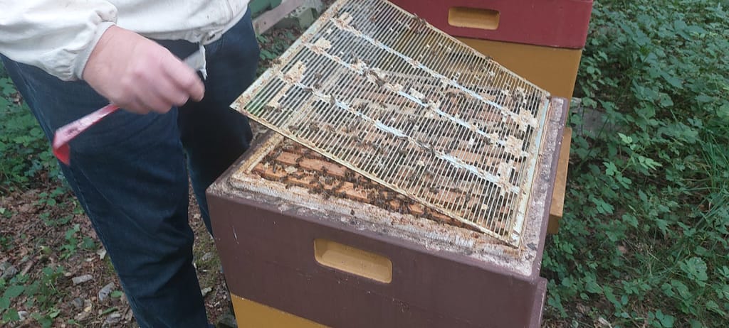 Zucht zwischen Gleis und Grün: Ein Blick hinter die Kulissen der Belegstelle Widukindstein 8 20250706 163228
