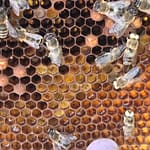 Geisterwesen im Bienenstock: Das Rätsel der weißäugigen Drohnen 26 20260502_153056