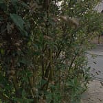 Zehntausend Bienen auf Wohnungssuche: Die Demokratie der Spurbienen 13 Screenshot_20260504_092756_Gallery
