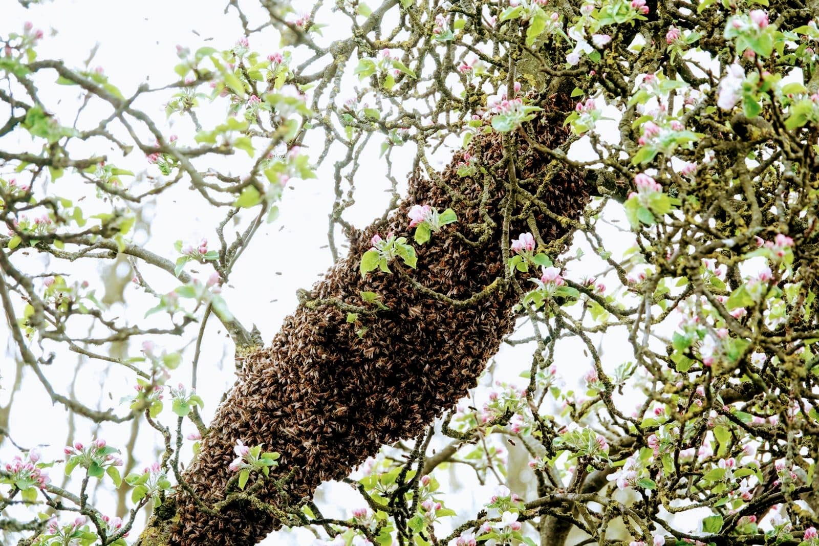 Bienenschwarm in Herford melden: 1 Leitfaden für Imker, Schwarmretter und Finder 35 IMG-20260417-WA0026~2