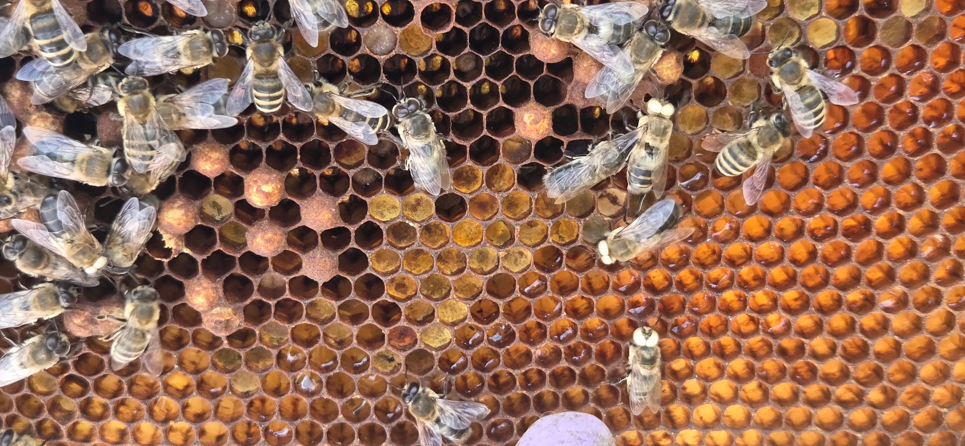 Geisterwesen im Bienenstock: Das Rätsel der weißäugigen Drohnen 3 20260502_153056