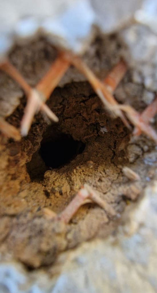 Vom Wald in die Stadt: Warum Freiheit für Honigbienen heute oft tödlich endet 3 IMG 20260430 WA00242 1