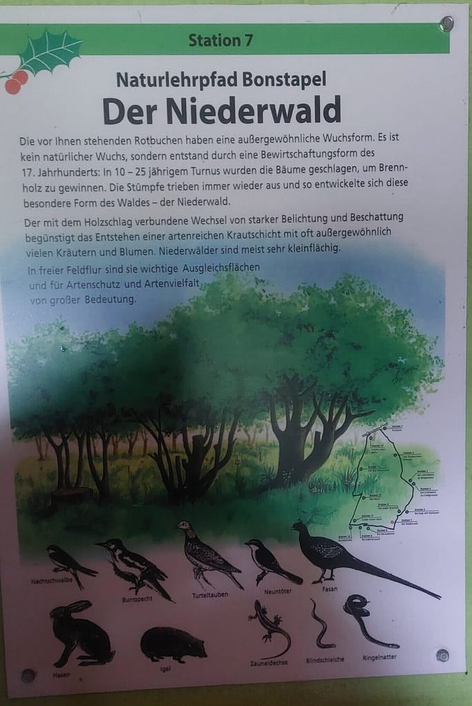 Regenschirm statt Sonnenhut: Einweihung des Naturlehrpfads Bonstapel 8 20250525 135113 scaled e1776578194630