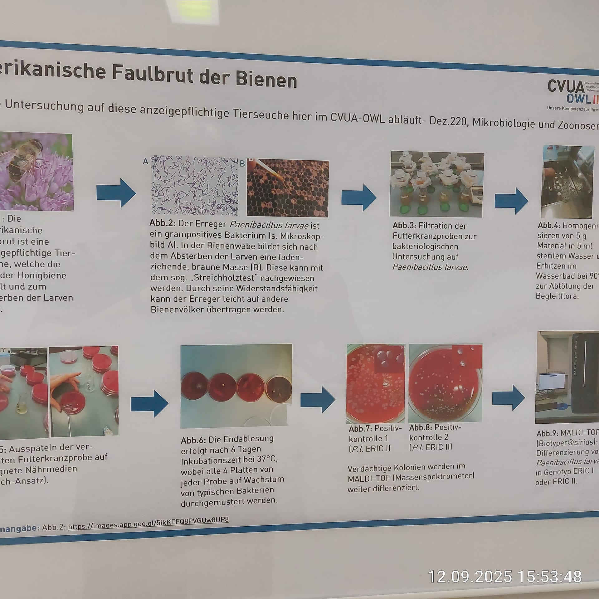 Detektive im weißen Kittel: Was das CVUA Detmold für unseren Honig leistet 5 IMG 20250912 155348 HDR